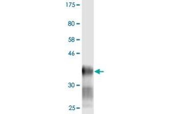 LY6H Antikörper  (AA 26-140)