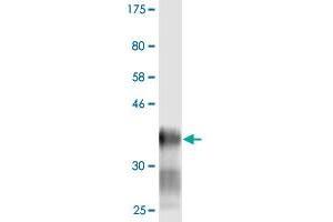 Western Blot detection against Immunogen (38. (LY6H Antikörper  (AA 26-140))