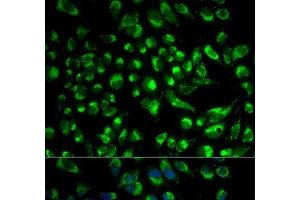 Immunofluorescence analysis of HeLa cells using SPAM1 Polyclonal Antibody (SPAM1 Antikörper)