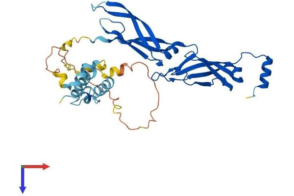 DNAJB5 Protein (AA 1-348) (His tag)
