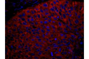 Immunofluorescence (IF) image for anti-Ribosomal Protein L7 (RPL7) (C-Term) antibody (ABIN7449014) (RPL7 Antikörper  (C-Term))