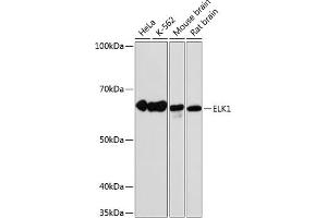 Western blot analysis of extracts of various cell lines, using ELK1 antibody (ABIN7266917) at 1:1000 dilution. (ELK1 Antikörper)