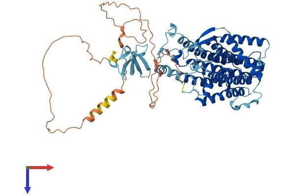 Lamin B Receptor Protein (LBR) (AA 1-626) (His tag)