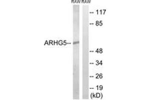 Western blot analysis of extracts from RAW264. (ARHGEF5 Antikörper  (AA 191-240))