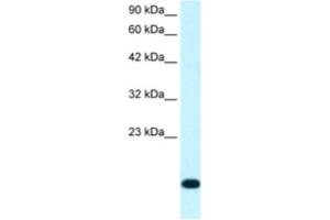 Western Blotting (WB) image for anti-Ribosomal Protein S16 (RPS16) antibody (ABIN2460743)