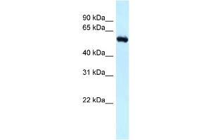 WB Suggested Anti-Rbbp5 Antibody Titration: 1. (RBBP5 Antikörper  (N-Term))