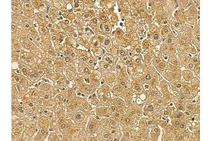 RFT1 Mouse Monoclonal Antibody at 1/100 staining human normal liver tissue by IHC-P. (RFT1 Antikörper)