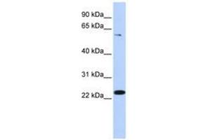 Image no. 1 for anti-Zinc Finger Protein 460 (ZNF460) (AA 36-85) antibody (ABIN6741086) (ZNF460 Antikörper  (AA 36-85))