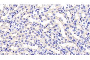 Detection of FSTL3 in Mouse Kidney Tissue using Polyclonal Antibody to Follistatin Like Protein 3 (FSTL3) (FSTL3 Antikörper  (AA 24-256))