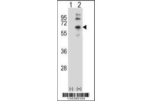 Western blot analysis of CHRM2 using rabbit polyclonal CHRM2 Antibody using 293 cell lysates (2 ug/lane) either nontransfected (Lane 1) or transiently transfected (Lane 2) with the CHRM2 gene. (Muscarinic Acetylcholine Receptor M2 Antikörper  (AA 336-364))