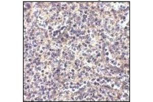Immunohistochemistry: ATG5 antibody staining of Human Spleen tissue lysate at 2 μg/ml