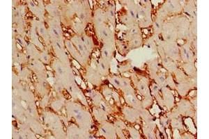 Immunohistochemistry of paraffin-embedded human heart tissue using ABIN7164202 at dilution of 1:100