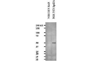 Western blot showing Anti- Serine Protease Inhibitor 2A (Spi2A) on NIH3T3 cell lysate (serine (Or Cysteine) Peptidase Inhibitor, Clade A, Member 3G (Serpina3g) (AA 406-426) Antikörper)