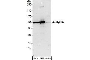 anti-Bystin (BYST) (AA 1-50) antibody