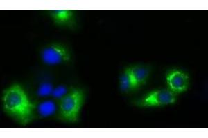 Image no. 3 for anti-Nucleotide Exchange Factor SIL1 (SIL1) antibody (ABIN1496811) (SIL1 Antikörper)