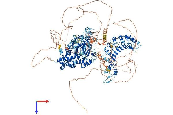 KDM2B Protein (AA 1-1336) (His tag)