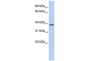 WB Suggested Anti-SRRD Antibody Titration:  0. (SRRD Antikörper  (Middle Region))