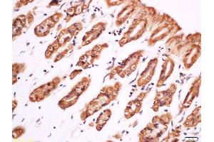 Paraformaldehyde-fixed, paraffin embedded mouse stomach, Antigen retrieval by boiling in sodium citrate buffer (pH6) for 15min, Block endogenous peroxidase by 3% hydrogen peroxide for 30 minutes, Blocking buffer (normal goat serum) at 37°C for 20min, Antibody incubation with Rabbit Anti-PLC gamma 1 (Tyr783) Polyclonal Antibody, Unconjugated  at 1:200 overnight at 4°C, followed by a conjugated secondary for 90 minutes and DAB staining (Phospholipase C gamma 1 Antikörper  (pTyr783))