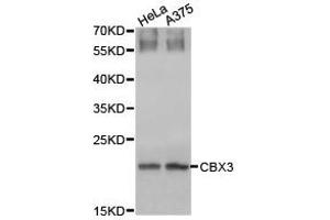 Western Blotting (WB) image for anti-Chromobox Homolog 3 (CBX3) antibody (ABIN1871498) (CBX3 Antikörper)