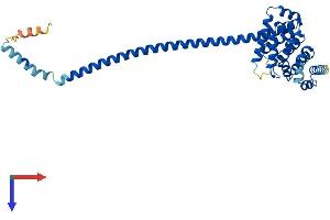 HSF2BP Protein (AA 1-334) (His tag)