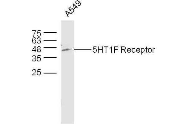 HTR1F Antikörper  (AA 1-100)