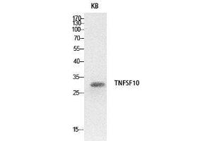 Western Blot (WB) analysis of HeLa cells using TRAIL Polyclonal Antibody.