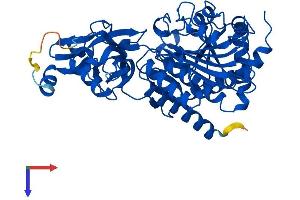 Aspartyl Aminopeptidase Protein (DNPEP) (AA 1-473) (His tag)