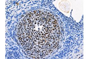 Phospho-MCM2 (Ser41) Antibody at 1/100 staining Rat ovarian tissue by IHC-P. (MCM2 Antikörper  (pSer41))