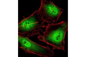 Immunofluorescence (IF) image for anti-Polymerase (RNA) II (DNA Directed) Polypeptide C, 33kDa (POLR2C) (AA 200-228), (C-Term) antibody (ABIN1881670)