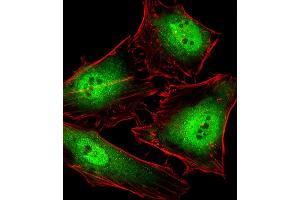 Fluorescent image of Hela cells stained with POLR2C Antibody (C-term) B.