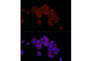 Immunofluorescence (IF) image for anti-Phosphoglycerate Mutase Family Member 5 (PGAM5) (AA 30-225) antibody (ABIN7269317)