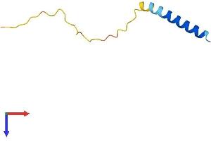Lens Epithelial Protein (LENEP) (AA 1-61) protein (Fc Tag)