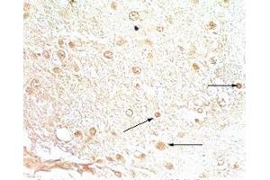 Rat brain tissue stained by Rabbit Anti-NPB-29 (Rat) at 1:200-500 (Neuropeptide B-29 (NPB-29) Antikörper)