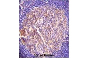 GRK6 Antibody (C-term) A immunohistochemistry analysis in formalin fixed and paraffin embedded human tonsil tissue followed by peroxidase conjugation of the secondary antibody and DAB staining.
