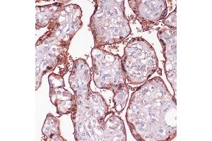 Immunohistochemistry of paraffin-embedded human placenta using S100P antibody (ABIN7270133) at dilution of 1:100 (40x lens). (S100P Antikörper  (AA 1-95))