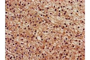 Immunohistochemistry of paraffin-embedded human adrenal gland tissue using ABIN7168837 at dilution of 1:100 (SENP2 Antikörper  (AA 138-324))