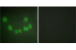 Immunofluorescence (IF) image for anti-Cyclin-Dependent Kinase 1 (CDK1) (AA 101-150) antibody (ABIN2889380) (CDK1 Antikörper  (AA 101-150))