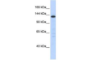 anti-Splicing Factor 3b, Subunit 3, 130kDa (SF3B3) (Middle Region) antibody