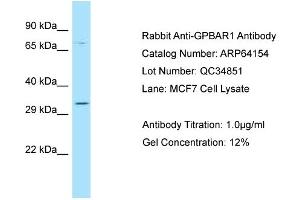 Western Blotting (WB) image for anti-G Protein-Coupled Bile Acid Receptor 1 (GPBAR1) (C-Term) antibody (ABIN2789752)