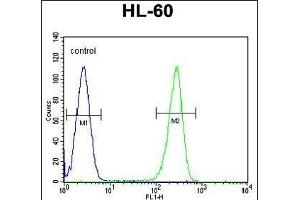 OR2W3 Antibody (C-term) (ABIN655206 and ABIN2844819) flow cytometric analysis of HL-60 cells (right histogram) compared to a negative control cell (left histogram). (OR2W3 Antikörper  (C-Term))