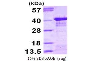 SDS-PAGE (SDS) image for Nuclear Factor of kappa Light Polypeptide Gene Enhancer in B-Cells Inhibitor, alpha (NFKBIA) (AA 1-317) protein (His tag) (ABIN667968)