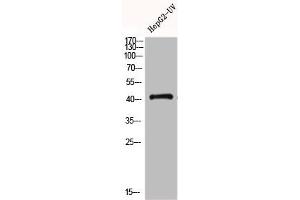 Western Blot analysis of HEPG2-UV cells using GPR120 Polyclonal Antibody (O3FAR1 Antikörper  (Internal Region))