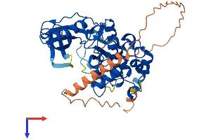 MYLK4 Protein (AA 1-386) (His tag)