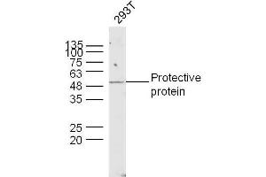 Human 293T lysates probed with Lysosomal Protective Protein Polyclonal Antibody, unconjugated  at 1:300 overnight at 4°C followed by a conjugated secondary antibody at 1:10000 for 90 minutes at 37°C. (CTSA Antikörper  (AA 401-480))