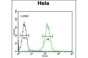 CCNH Antibody (C-term) (ABIN654894 and ABIN2844544) flow cytometric analysis of Hela cells (right histogram) compared to a negative control cell (left histogram). (Cyclin H Antikörper  (C-Term))