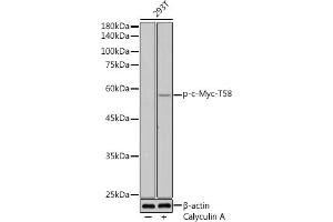 Western blot analysis of extracts of 293T cells, using Phospho-c-Myc-T58 antibody (ABIN3019538, ABIN3019539, ABIN3019540 and ABIN6225454) at 1:500 dilution. (c-MYC Antikörper  (pThr58))
