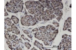 Immunoperoxidase of monoclonal antibody to ZNF44 on formalin-fixed paraffin-embedded human pancreas.