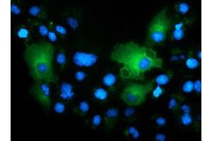 Immunofluorescence (IF) image for anti-T-Complex 11, Testis-Specific-Like 2 (TCP11L2) antibody (ABIN1501346) (TCP11L2 Antikörper)