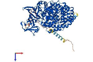 ENPEP Protein (AA 1-957) (His tag)