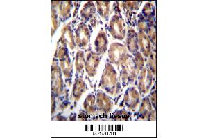 RARRES1 Antibody immunohistochemistry analysis in formalin fixed and paraffin embedded human stomach tissue followed by peroxidase conjugation of the secondary antibody and DAB staining. (RARRES1 Antikörper  (C-Term))